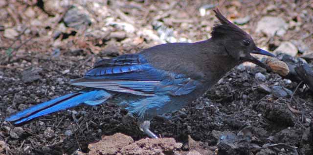 steller's jay